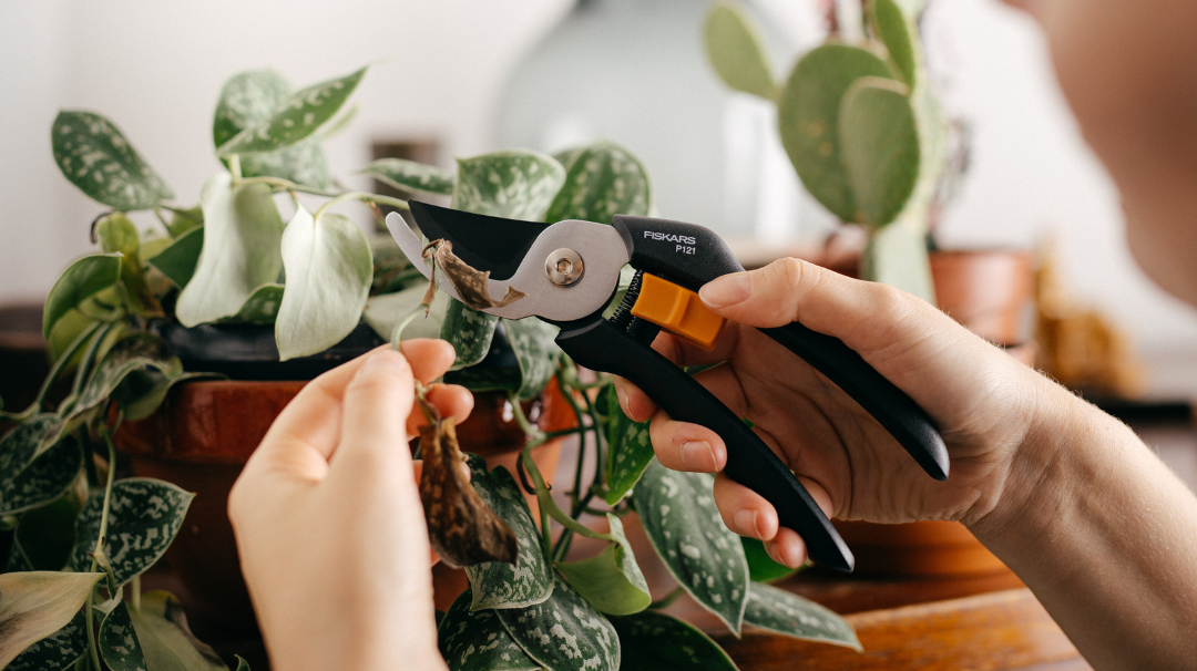 Close-up of hands using pruning shears on a houseplant, illustrating bypass vs anvil pruners for precise indoor plant trimming.