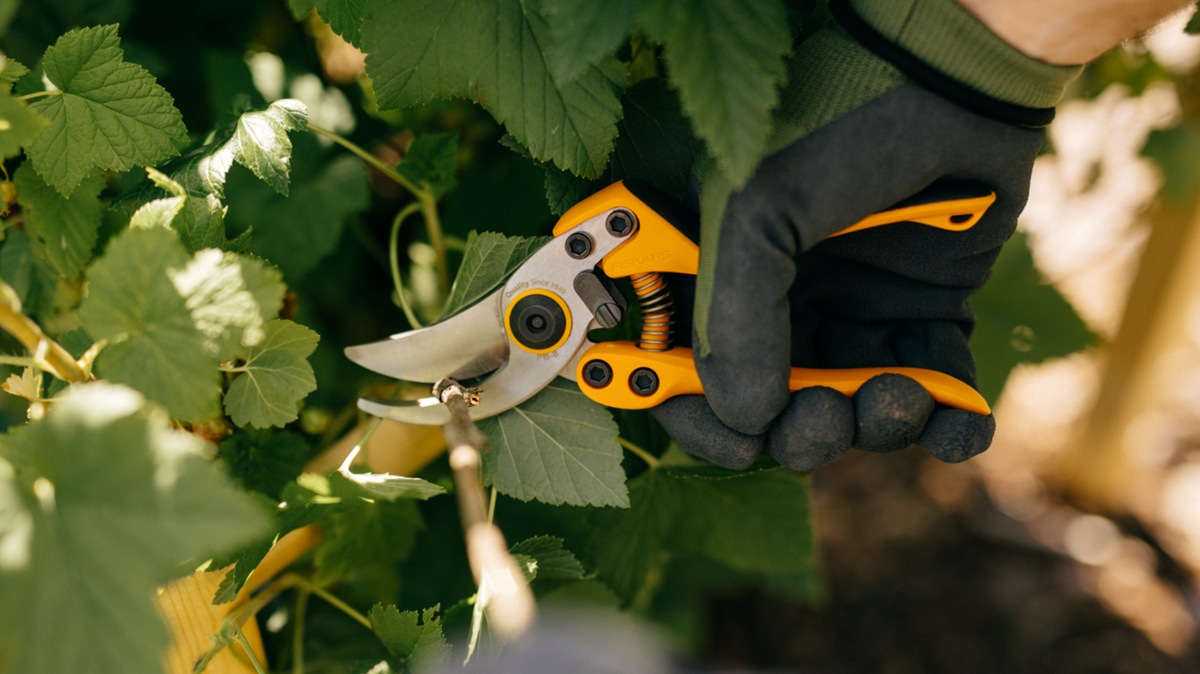Hand pruner cutting a garden stem among green leaves, demonstrating pruning tools for thick branches used in outdoor gardening.
