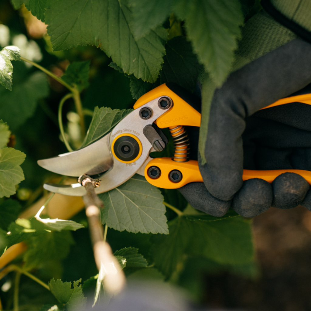 Hand pruner cutting a garden stem among green leaves, demonstrating pruning tools for thick branches used in outdoor gardening.