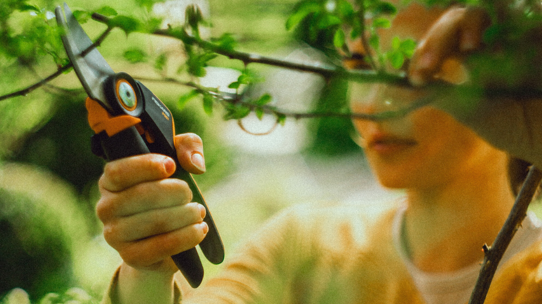 Pruning equipment being used to trim small leafy branches for precise garden maintenance and plant care.