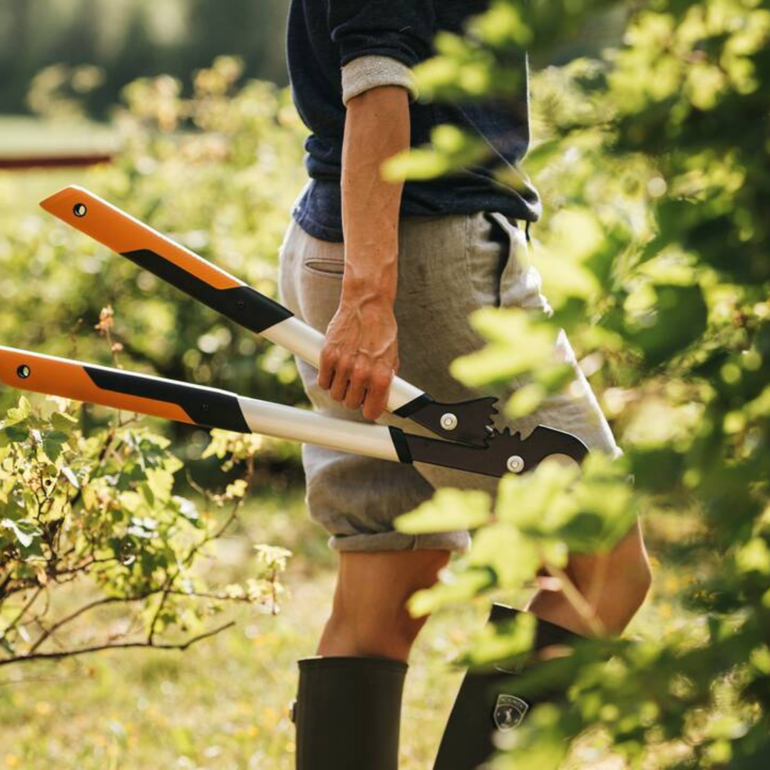 Person walking through a garden carrying garden loppers for trimming shrubs and overgrown branches.