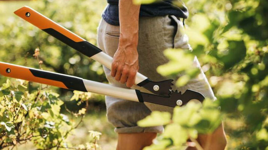 Person walking through a garden carrying garden loppers for trimming shrubs and overgrown branches.