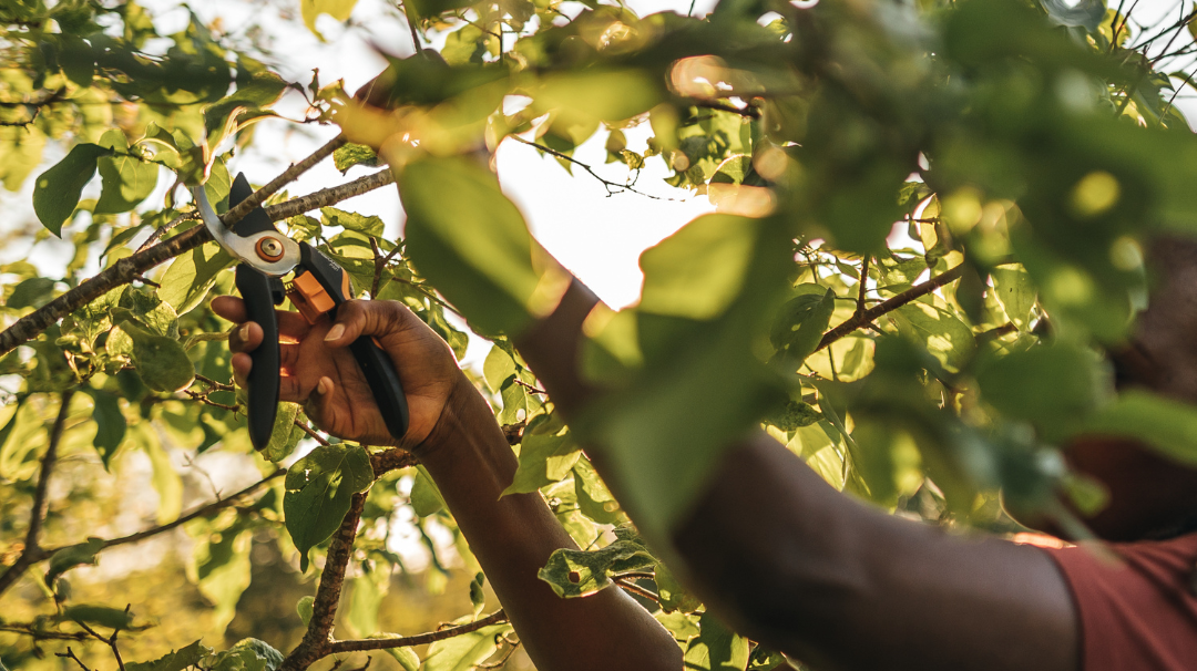 Pruning 101: How to choose a pruner