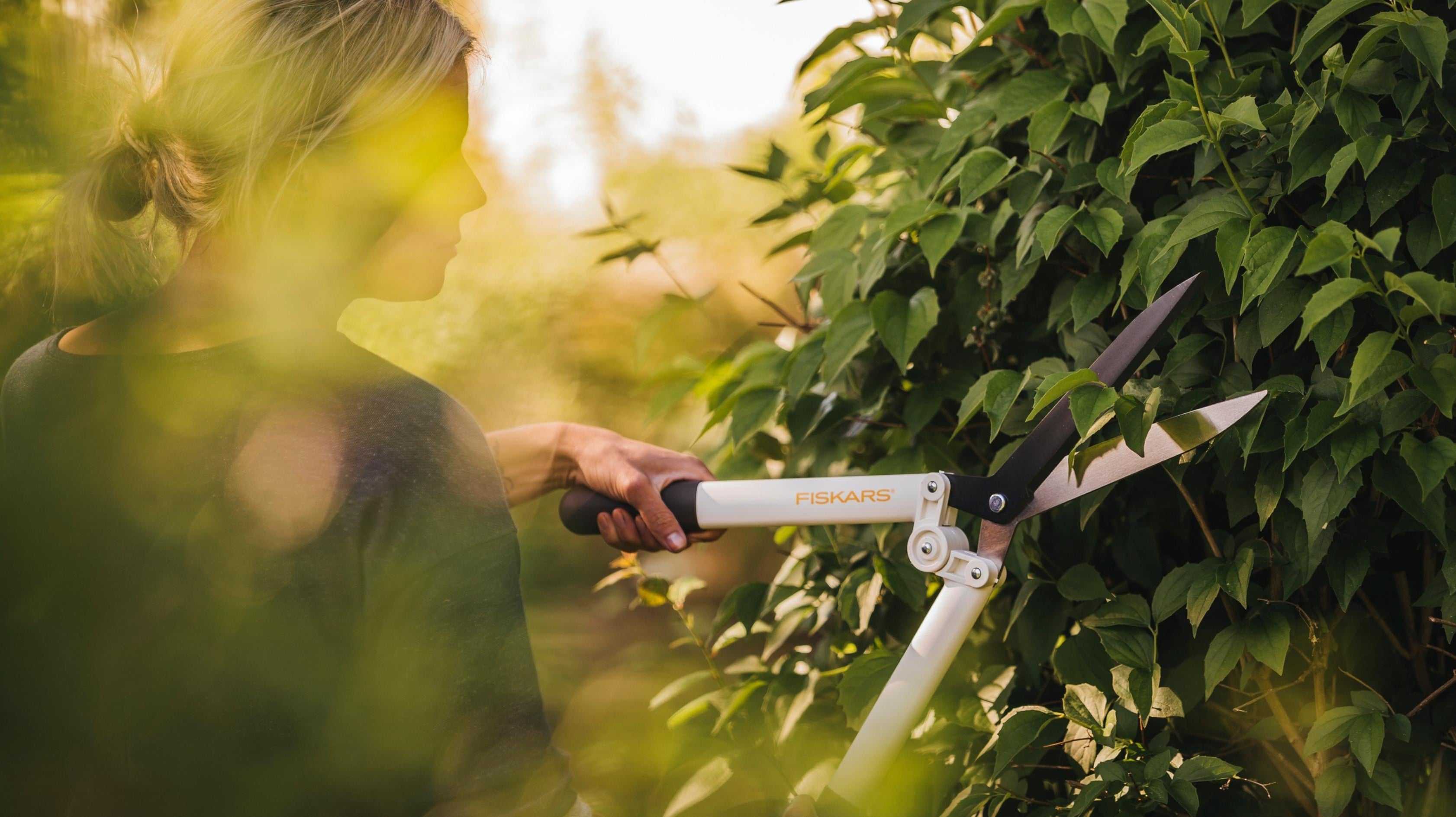 Garden shears trimming a leafy hedge for clean, precise shaping in the garden