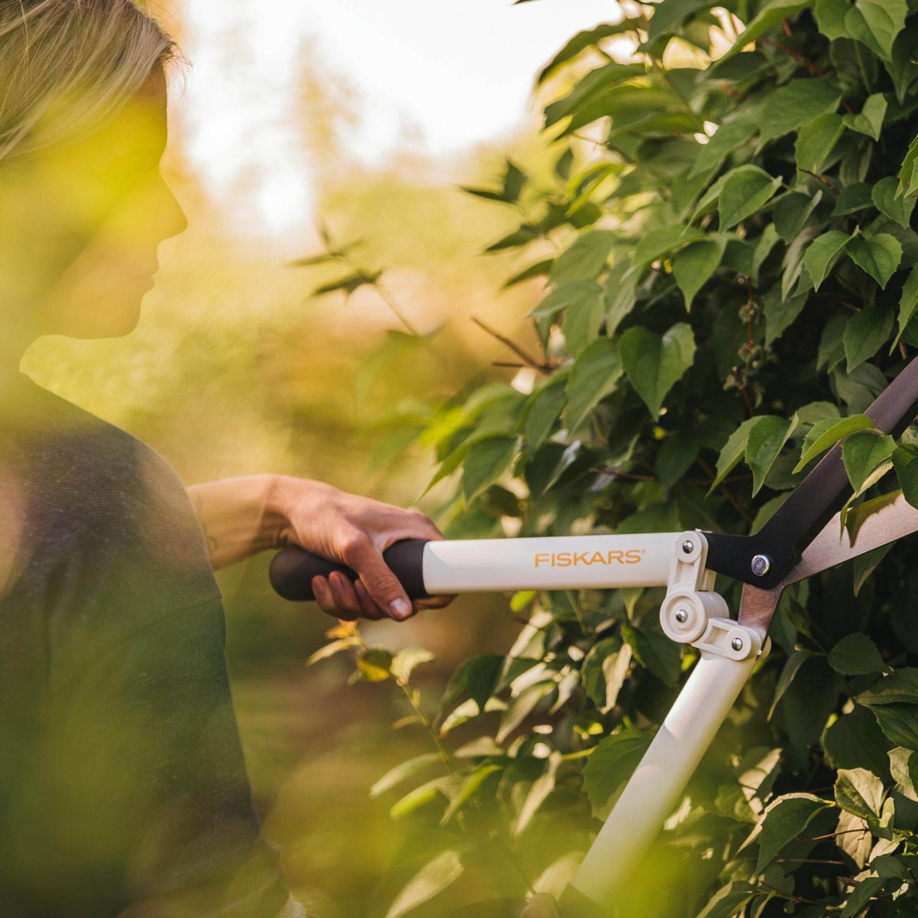 Garden shears trimming a leafy hedge for clean, precise shaping in the garden