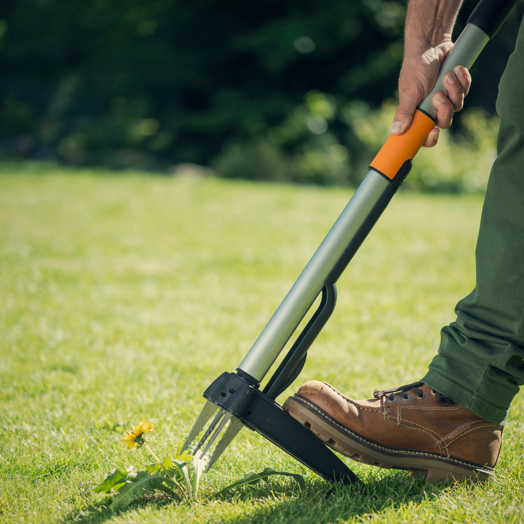 Person using a garden tool to remove a weed from grass