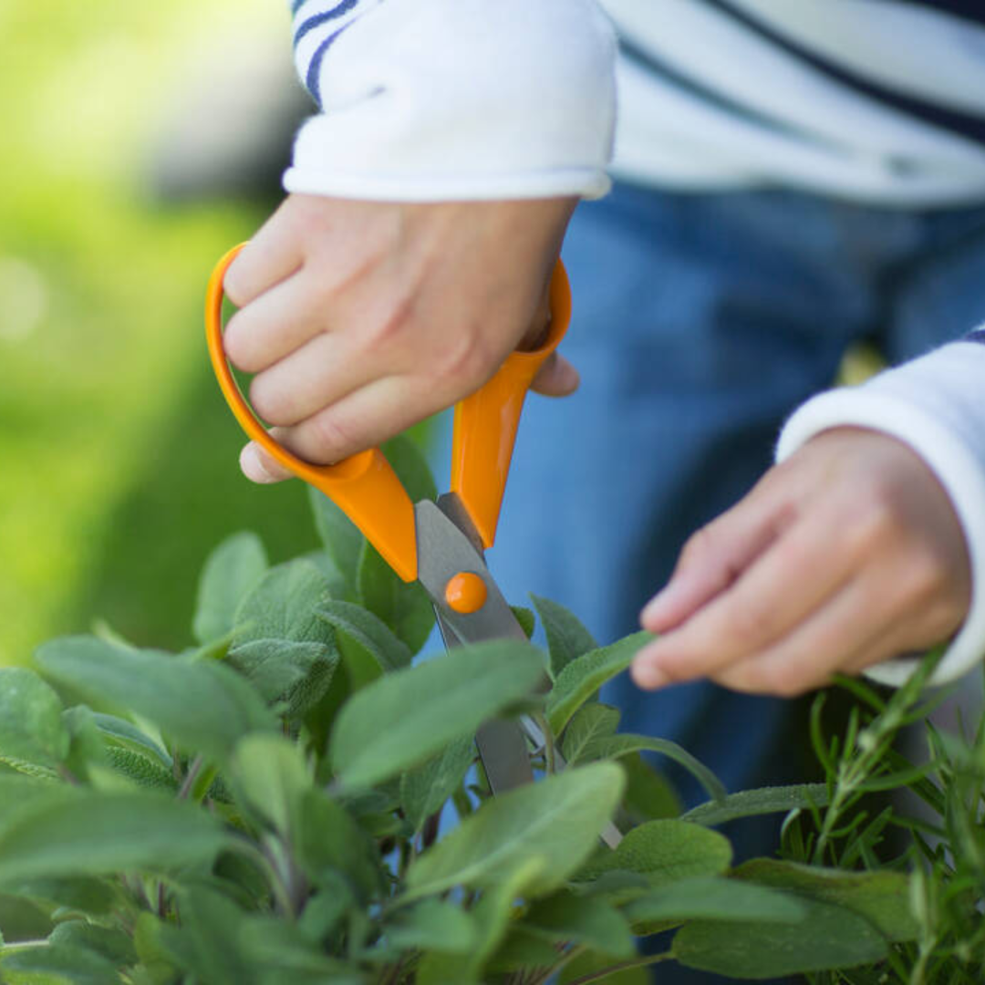 Fiskars orange handle scissors trimming herbs in garden