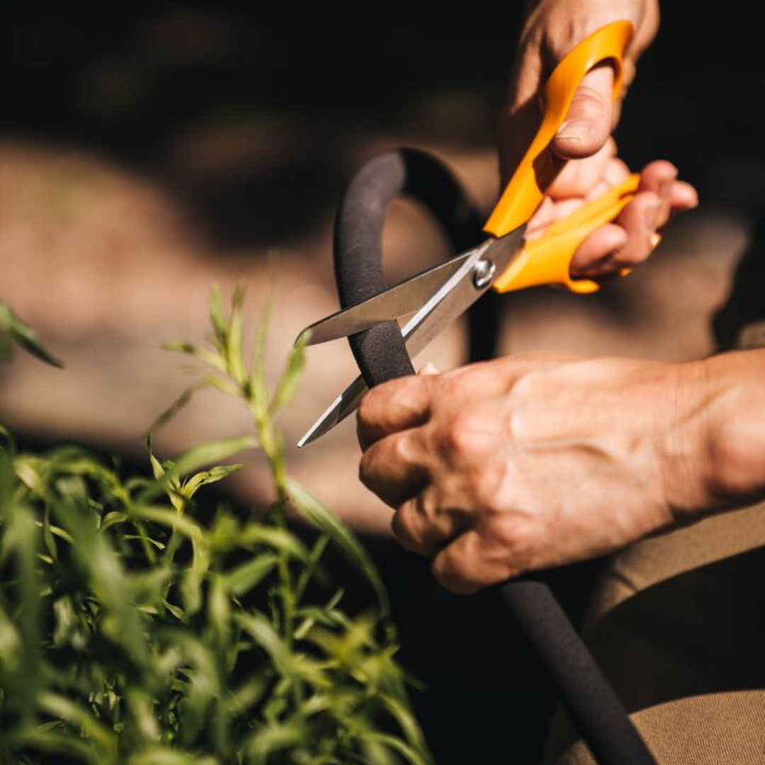 Fiskars gardening scissors cutting herbs in garden
