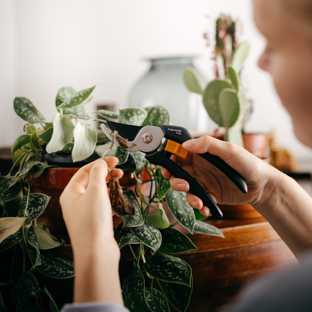 Close-up of hands using pruning shears on a houseplant, illustrating bypass vs anvil pruners for precise indoor plant trimming.
