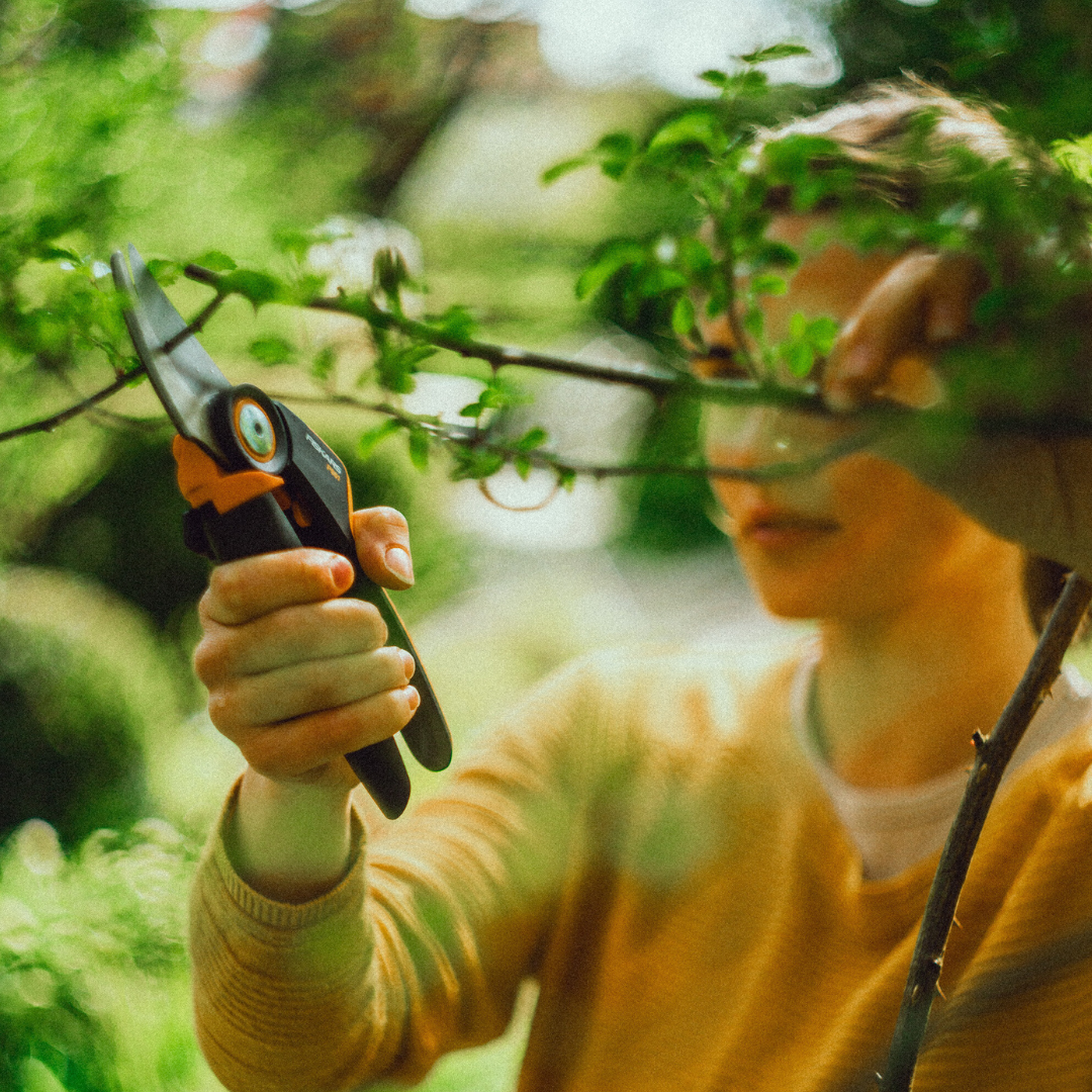 Pruning equipment being used to trim small leafy branches for precise garden maintenance and plant care.