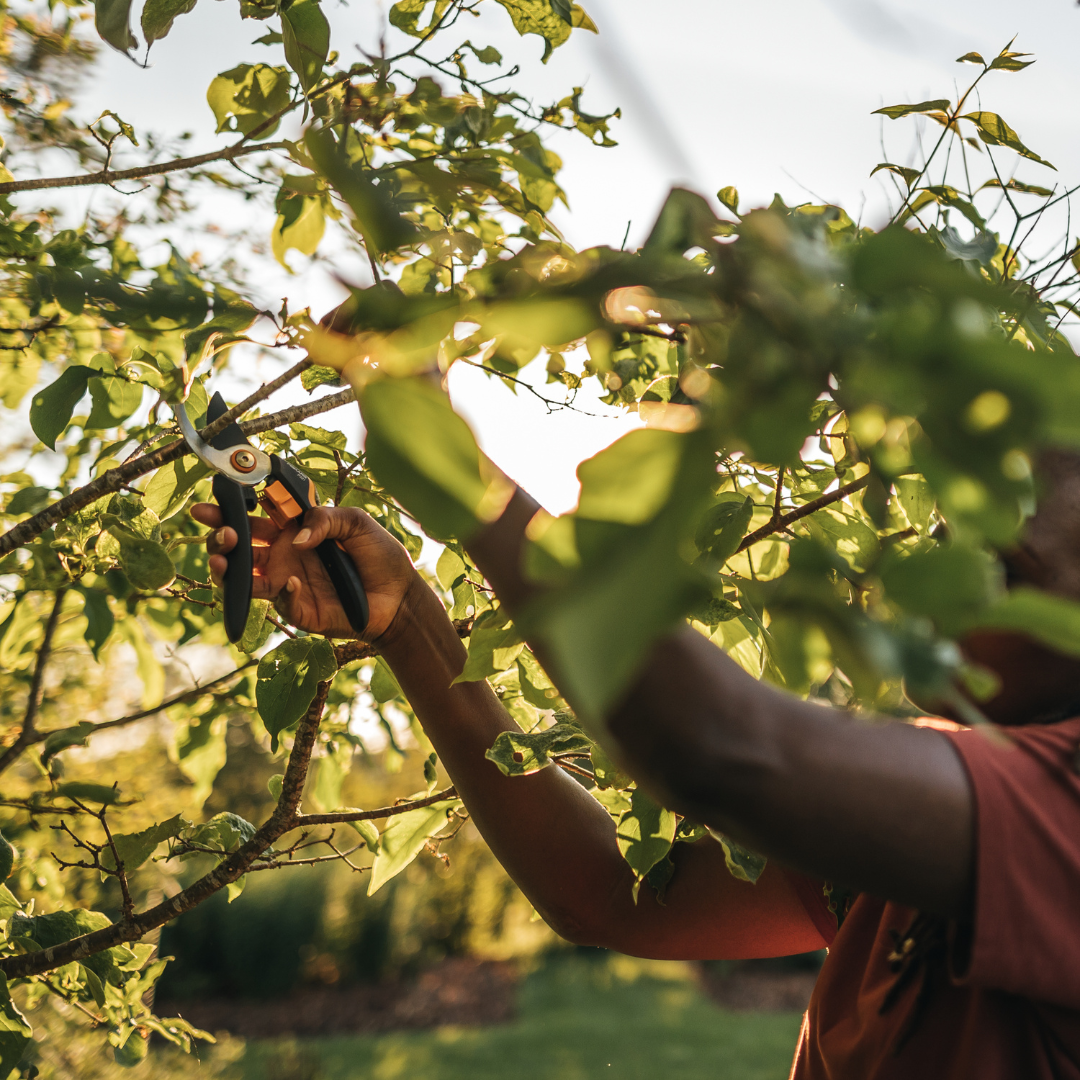 Pruning 101: How to choose a pruner