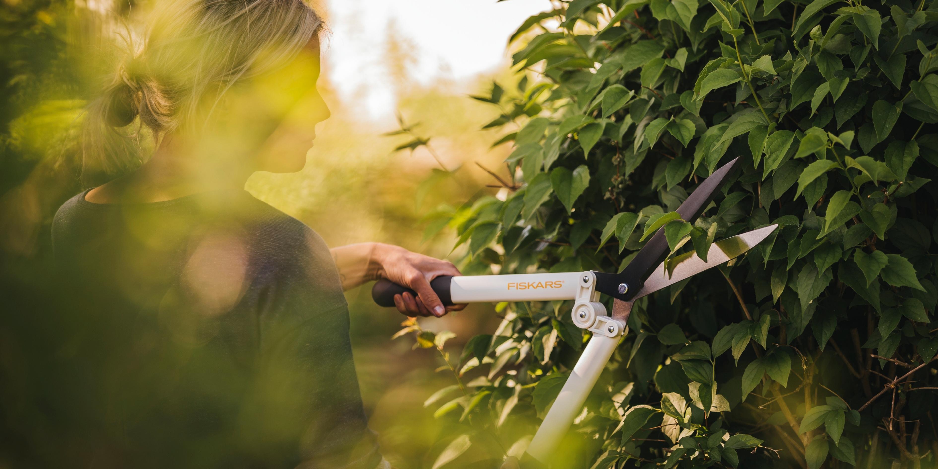Garden shears trimming a leafy hedge for clean, precise shaping in the garden
