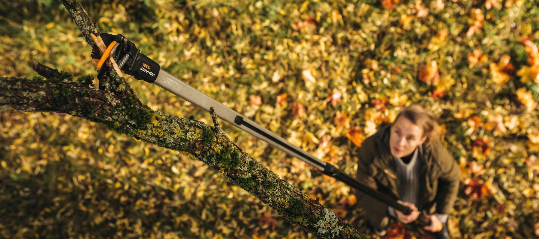 Tree Pruners
