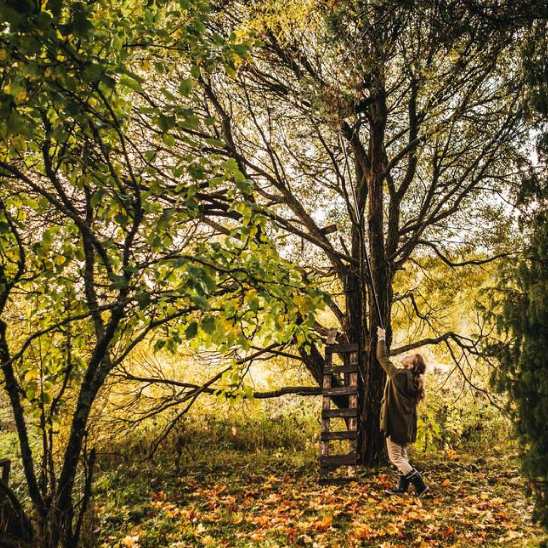 Fiskars tree pruners for higher garden branches