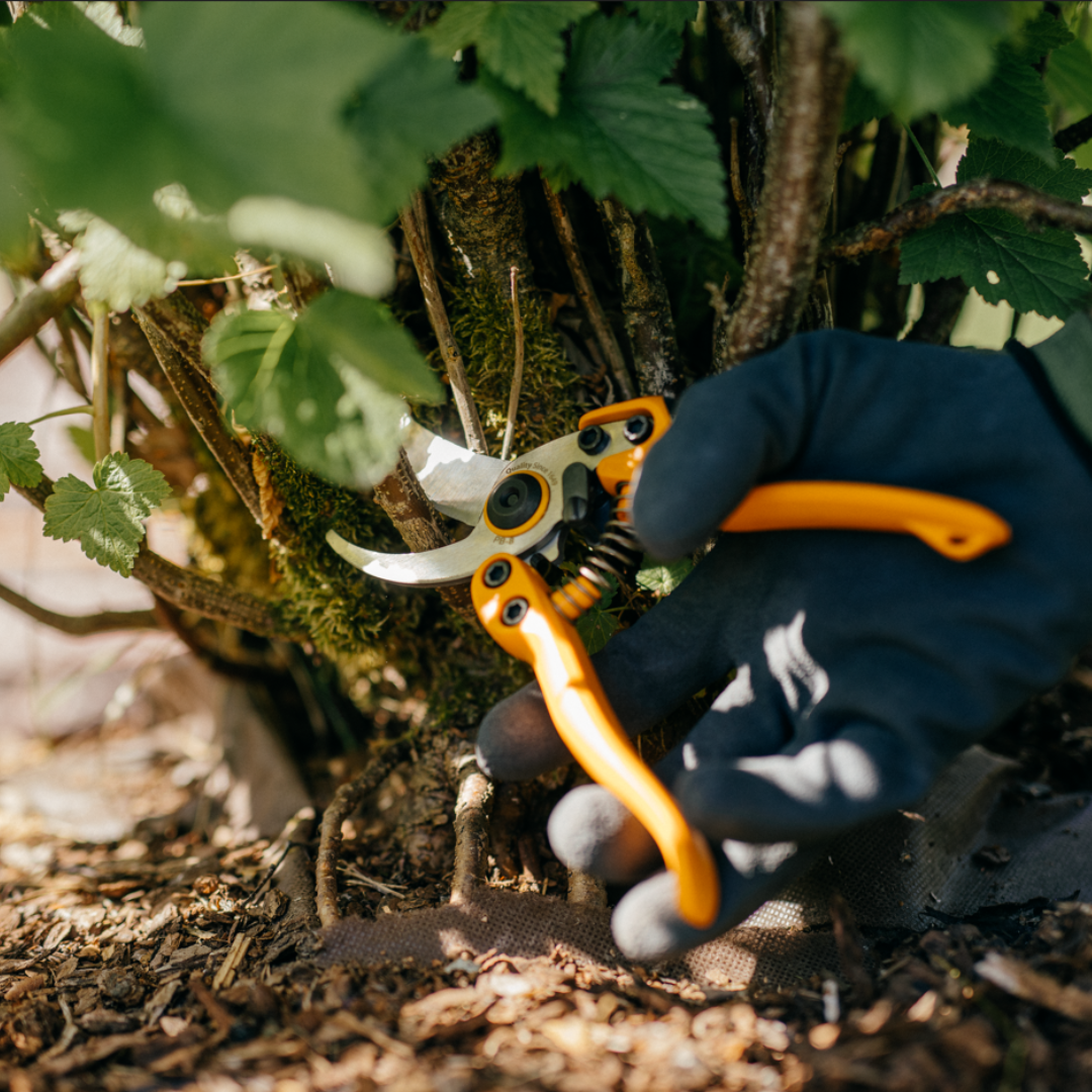 Fiskars plant care tools for home gardeners